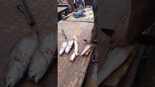 Africa fish market