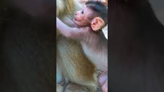 Ep250. Cute Monkey Goes Bananas in Adorable Viral Video!