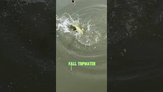 The SECRETS To FALL Topwater BASS Fishing! #shorts #fishing #bassfishing