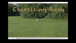 Exercising Rexy