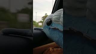 Just a cute little worm with a long car ride... #cute #timelapse #carride #relax short E.P.116