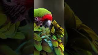 Grande Arara Verde #shorts #animals #curiosidades #animais #fatos #shortsyoutube #short