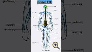 🧠 The Human Nervous System! 🧠 #brain #humanbody #anatomy #science