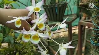 #Dendrobium_findlayanum | #Ascocentrum_ampullaceum | #dendrobium_zip_zinger | #NE_India #Hybrid