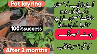 How to pot layering| pot layerin  propagation | pot layering 100% success in 2 months