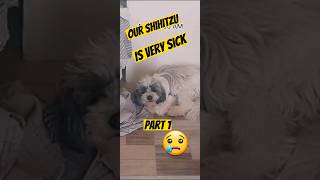 💔😢 Our First time Apart! Our Shihtzu! We're way past serious. Part 1 #shorts #pets #shihtzu #vet