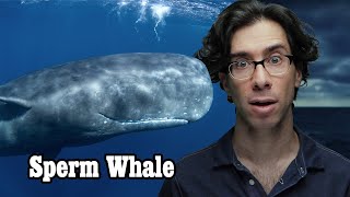 Busting Loads of Sperm Whale Facts All Over Your Face!