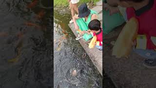 One of my favorite thing.🥰 #atthelake #feedingfishes #shortvideo #short