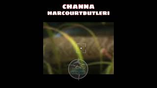 ikan channa harcourtbutleri || ikan predator || tunggu pancing#shortviral #shortsvideo #shorts