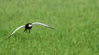 Pheasant tailed Jacana -#birds #jaçanã #birdsounds #indianbirds