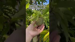 HINOG NA ANG ATIS #atis #fruit #organic #garden #youtubeshorts #shortsfeed #viral #fruitvlog