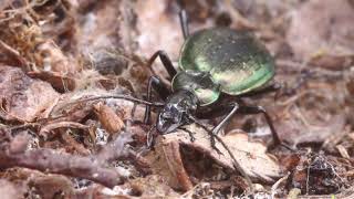 Carabus cychroides: gioiello a sei zampe delle Alpi Cozie