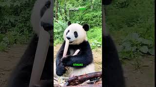 Adorable Giant Panda On The Bamboo Forest