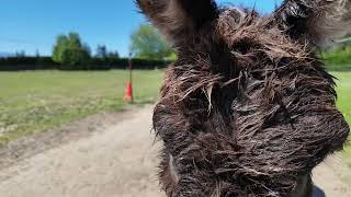 Miniature Donkeys Sun Drying After A Bath