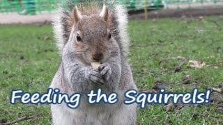 Feeding Squirrels in London!