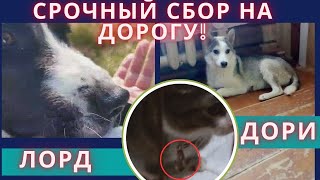 Кошку с котятами выбросили с балкона Помогите спасёнышам улететь из Якутска