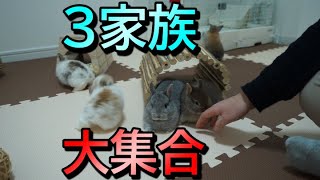 生後１か月のこうさぎ3家族を一斉に放してみた【ネザーランドドワーフ】【ホーランドロップ】