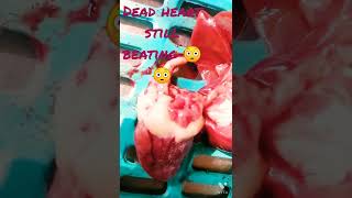 Dead heart still beating 😳😳 || chicken heart || dead chicken 😲😲