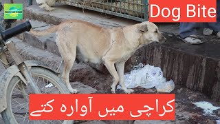 Dog Bites in Karachi | Awara Kutty | Public Issue |