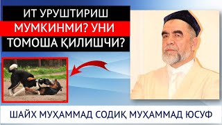 ИТ УРУШТИРИШ МУМКИНМИ? УНИ ТОМОША ҚИЛИШЧИ? ШАЙХ МУҲАММАД СОДИҚ МУҲАММАД ЮСУФ ХАЗРАТЛАРИ