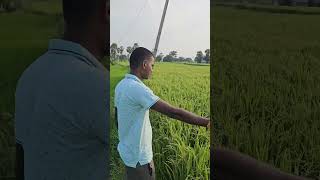 yanmar నాటు మిషన్ తో నాటు వేసిన 93వ రోజు #yanmar #agriculture #ytshorts #farming #paddy