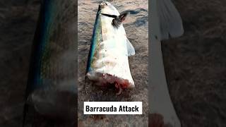 Monster Barracuda Attack 😭😓🎣🐟 #fishing #trending #tamil #catch #subscribe #support #shorts