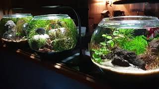 10 September 2020 bowl planted aquarium no co2 no filter no ferts with betta fish