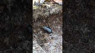 AwA Critter Clip: Australian Wood Cockroach Scuttling Away #Shorts