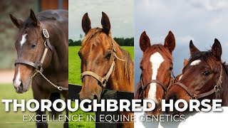 Thoroughbred Horse Breeding: Excellence in Equine Genetics@secret_animals