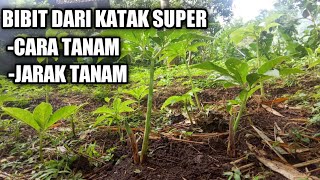 BUDIDAYA PORANG DARI BIJI KATAK SUPER || TANAMAN PORANG