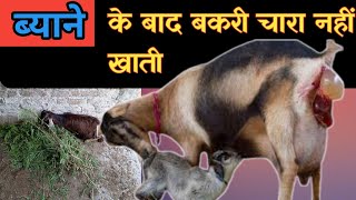 Byane Ke Baad Bakri Chara Nahi Khati |Practical Tarika Dekhe|Vimalumrao