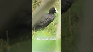 Eurasian coot bathing in water| #indianwildlife #canon #shorts #birdsofindia #birds #documentary