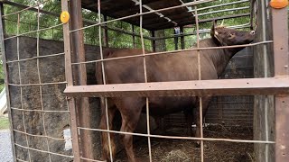 11-year-old Loads 1,000 Pound Bull By Herself