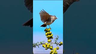 Morocco birds طيور المغرب من تصويري