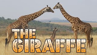 THE GIRAFFE/ TALLEST/ STRENGTH/ABILITY/SKILLS/ATTACKS/ SCIENTIFIC CLASSIFICATION