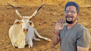 हम लाएंगे सबसे बड़े सींगों वाली गाय😱😱😱#baawalechorevlogs #nayarigaay #nayarinashal #newcow