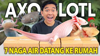 UNBOXING 7 EKOR NAGA AIR SEMUA WARNA DI RUMAH! BAGUS BAGUS BANGET GILLSNYA!