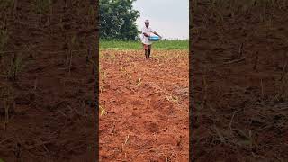 planting maize between super napier stick for extra grass for sheep.#hyderabad #sheepfarming #potla