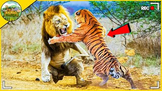 When Animals Underestimate Their Opponent - Epic Fights Unveiled!