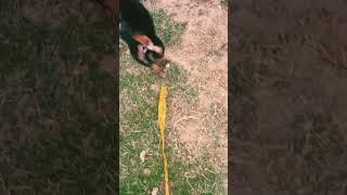 Dog love #shorts #pankajdhakarvlogs #viral