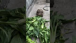 Gacu sedang makan dengan santai kura kura sulcata part 31 #shorts #animals