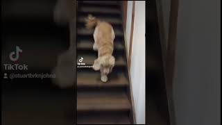 Dog vs stairs #dog