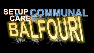 BALFOURI COMMUNAL (Set up & Care) - PART 1