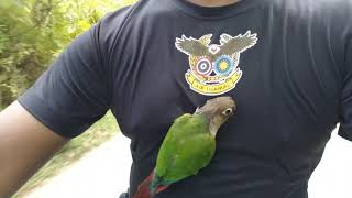 free fly training green cheek conure tame bird