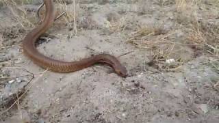 Cape Cobra (Naja nivea) from West Beach, Cape Town