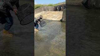 Wow,Wow,Wow Amazing Fishing Technique Using Laundry Basket 😱🐟