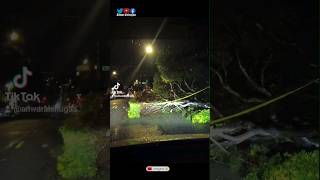 Tree fell down in San Francisco | سقوط شجرة في مدينة سان فرانسيسكو | disaster of the rain in SF |#sf