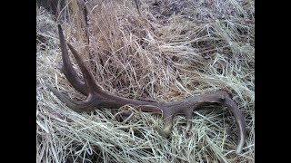 Red Deer antlers / zrzuty jelenia 2018