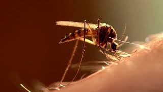 The MOST Dangerous Animal mosquitos