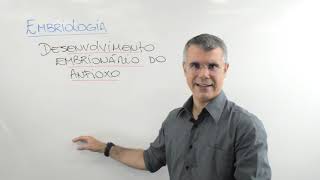 EMBRIOLOGIA / DESENVOLVIMENTO EMBRIONÁRIO DO ANFIOXO / Prof. Baraúna